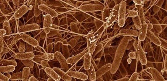 Read more about the article Tech Update: Bacteria eating and breathing electricity