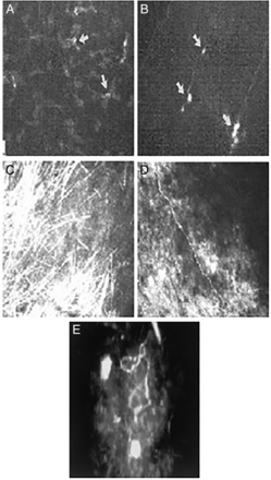 Figure 24