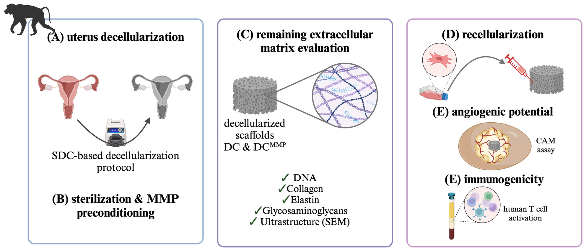 Toward human uterus tissue engineering: Uterine decellularization in a non-human primate species