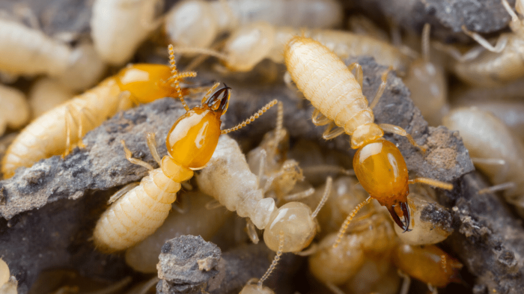 Preventative Measures Protecting Your Columbia, SC Home from Termites