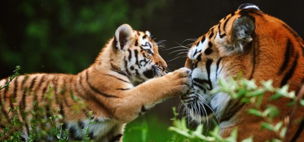 close-up of a young siberian tiger playing with its mother