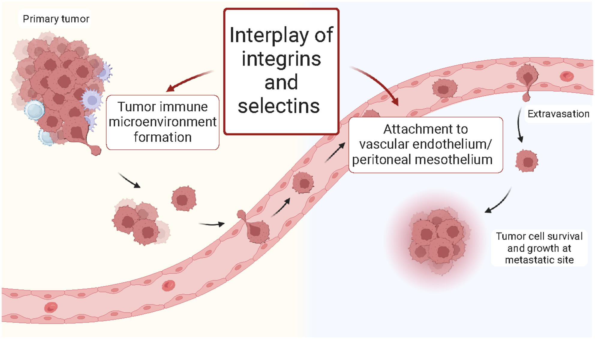 Interplay of integrins and selectins in metastasis