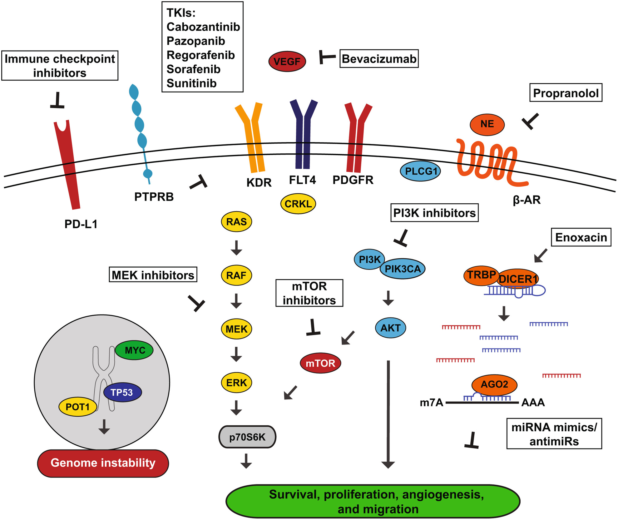 Genomic landscape and preclinical models of angiosarcoma