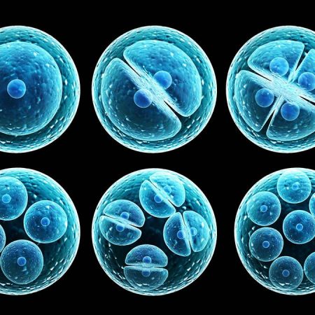 Los beneficios de las células madre _ El blog de Meritxell Los beneficios de las células madre _ El blog de Meritxell