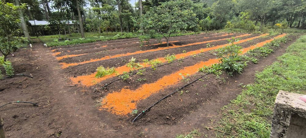 Sustainable agriculture and solar fried fruits on a farm in Guatemala.